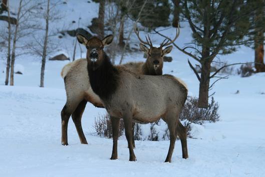 Wild Cow & Bull Elk