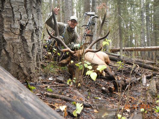 Bow Hunting Elk Cimarron Colorado